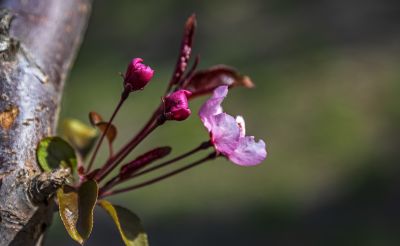 春花1