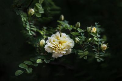 黄刺玫