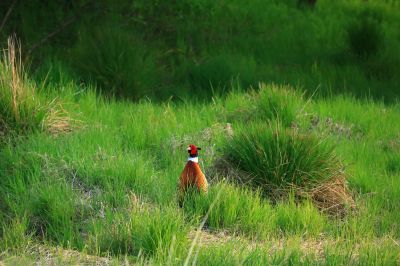 雉鸡 