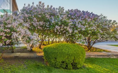 江畔丁香花盛开