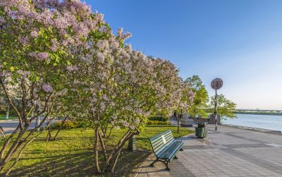 江畔丁香花盛开1