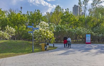 丁香公园的春天2