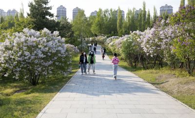 丁香公园的春天2