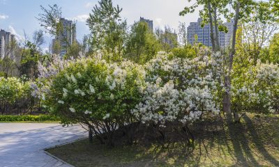 丁香公园的春天1