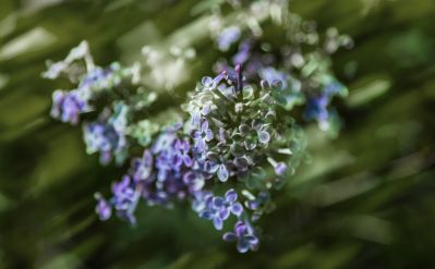 春花2