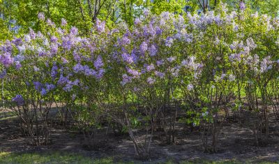 春花2