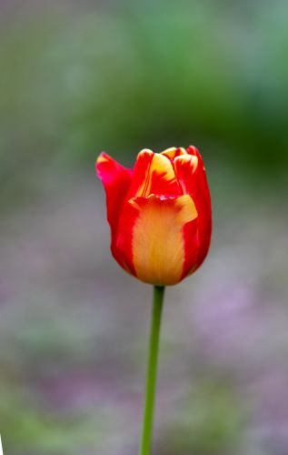 郁金香盛开