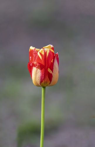 郁金香盛开