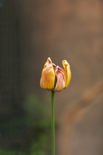 郁金香盛开