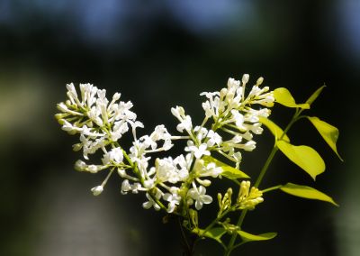 植物园花草
