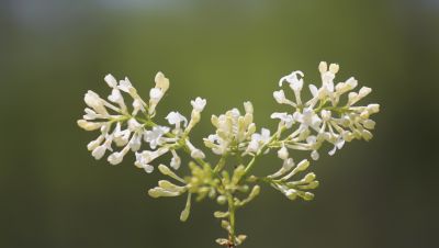 植物园花草