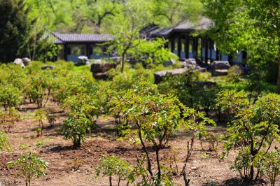 植物园