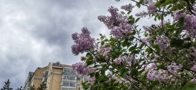 城市中的丁香花