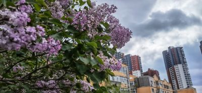 城市中的丁香花