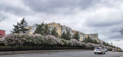 城市中的丁香花