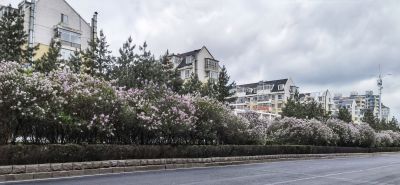 城市中的丁香花