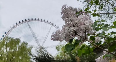 城市中的丁香花