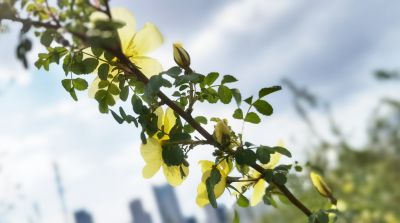 黄刺玫