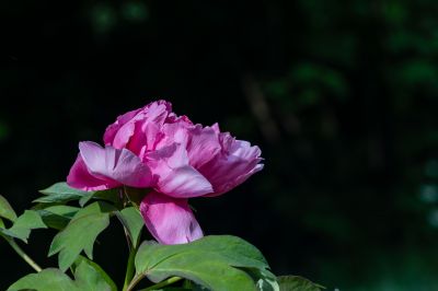 植物园的花