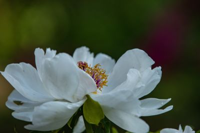 植物园的花