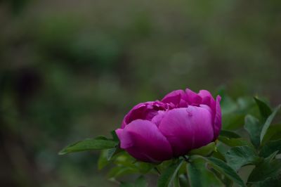 植物园的花