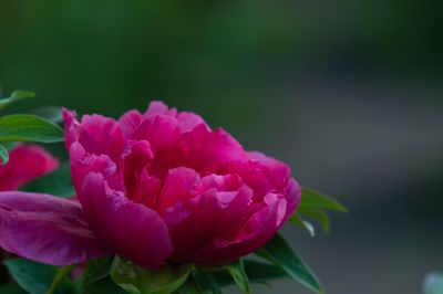 牡丹花