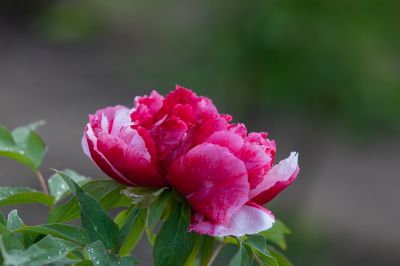 牡丹花