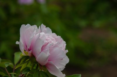 牡丹花