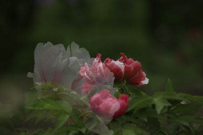 牡丹花