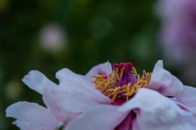 牡丹花