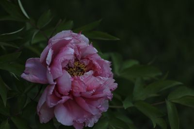 牡丹花