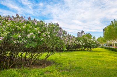 初夏丁香公园风光