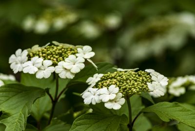 鸡树条荚蒾