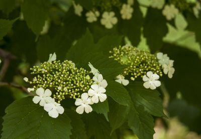 鸡树条荚蒾