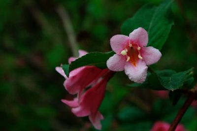 锦带花