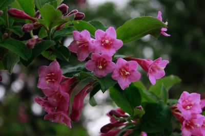 锦带花