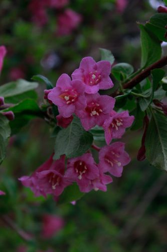 锦带花