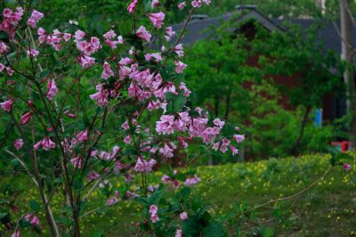 锦带花