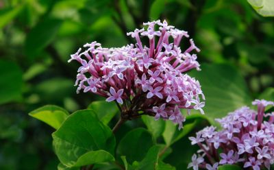 丁香花