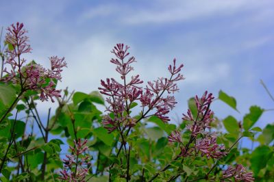 丁香花