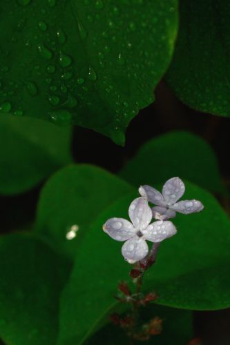 丁香花