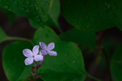 丁香花