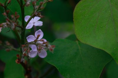 丁香花