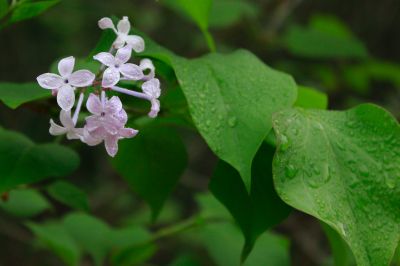 丁香花