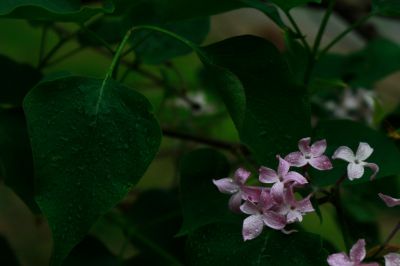 丁香花