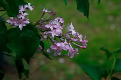 丁香花