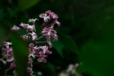 丁香花