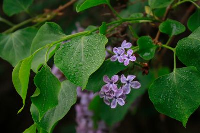 丁香花