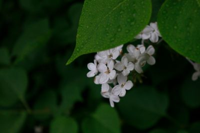 丁香花