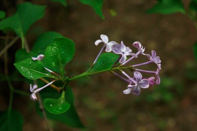 丁香花